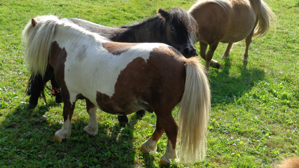 Beestenmarkt Heidehuizen-Hutten 2014-  Pony