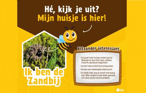Zandbijen graven huisjes op begraafplaats Kruisven